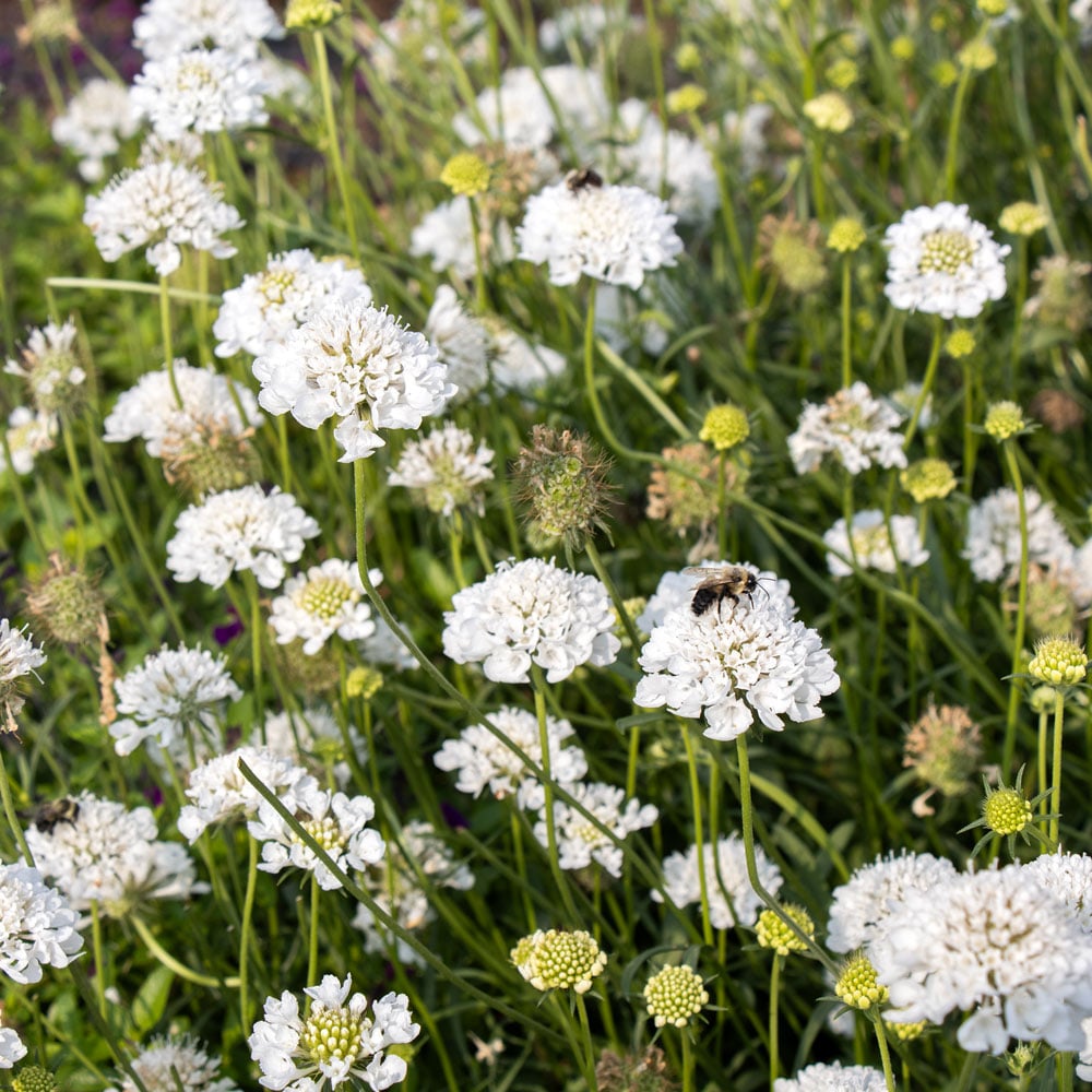 Scabiosa Scoop® Milky