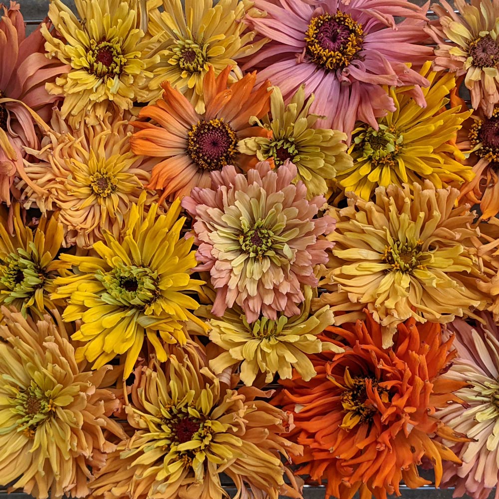Zinnia