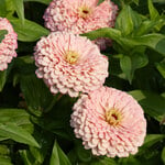  Zinnia elegans 'Ballerina'