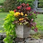  Summer Celebration Container Garden