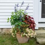  Persian Carpet Container Garden