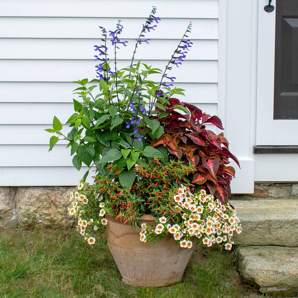 Persian Carpet Container Garden
