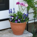  Blue Lagoon Spring Container Garden