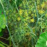  Dill 'Bouquet'