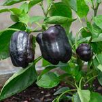  Pepper 'Dragonfly'