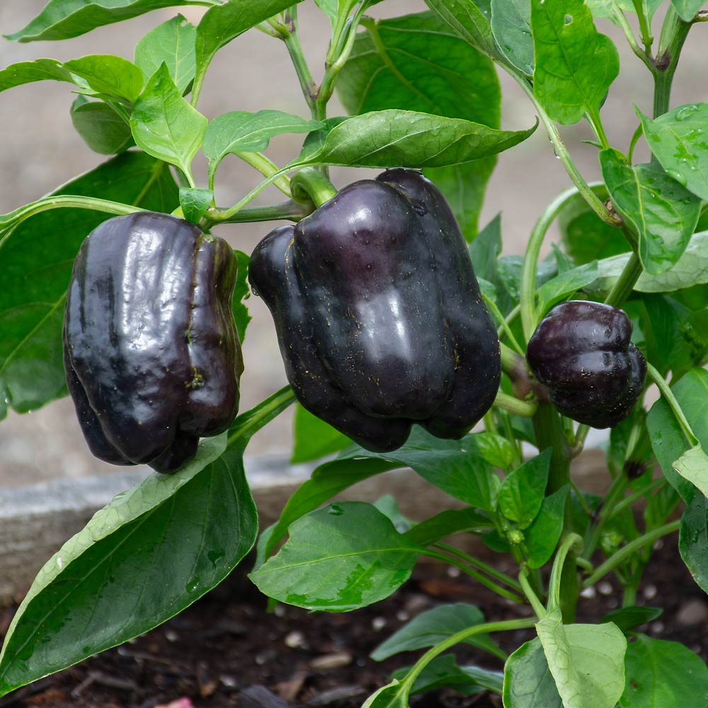 Pepper 'Dragonfly'