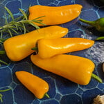  Pepper 'Pick-N-Pop Yellow'