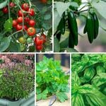  Happy Harvesting Raised Bed Garden 