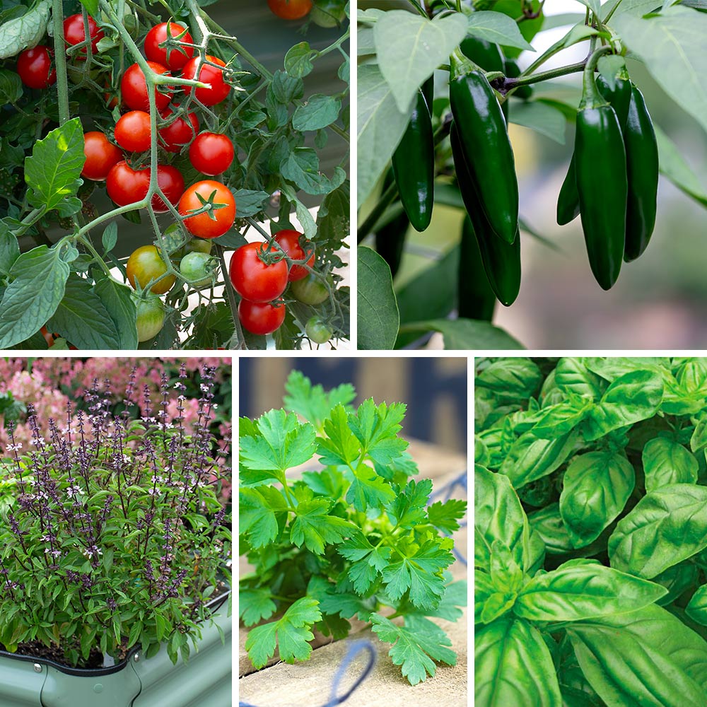 Preplanned Fruit, Vegetable & Herb Gardens