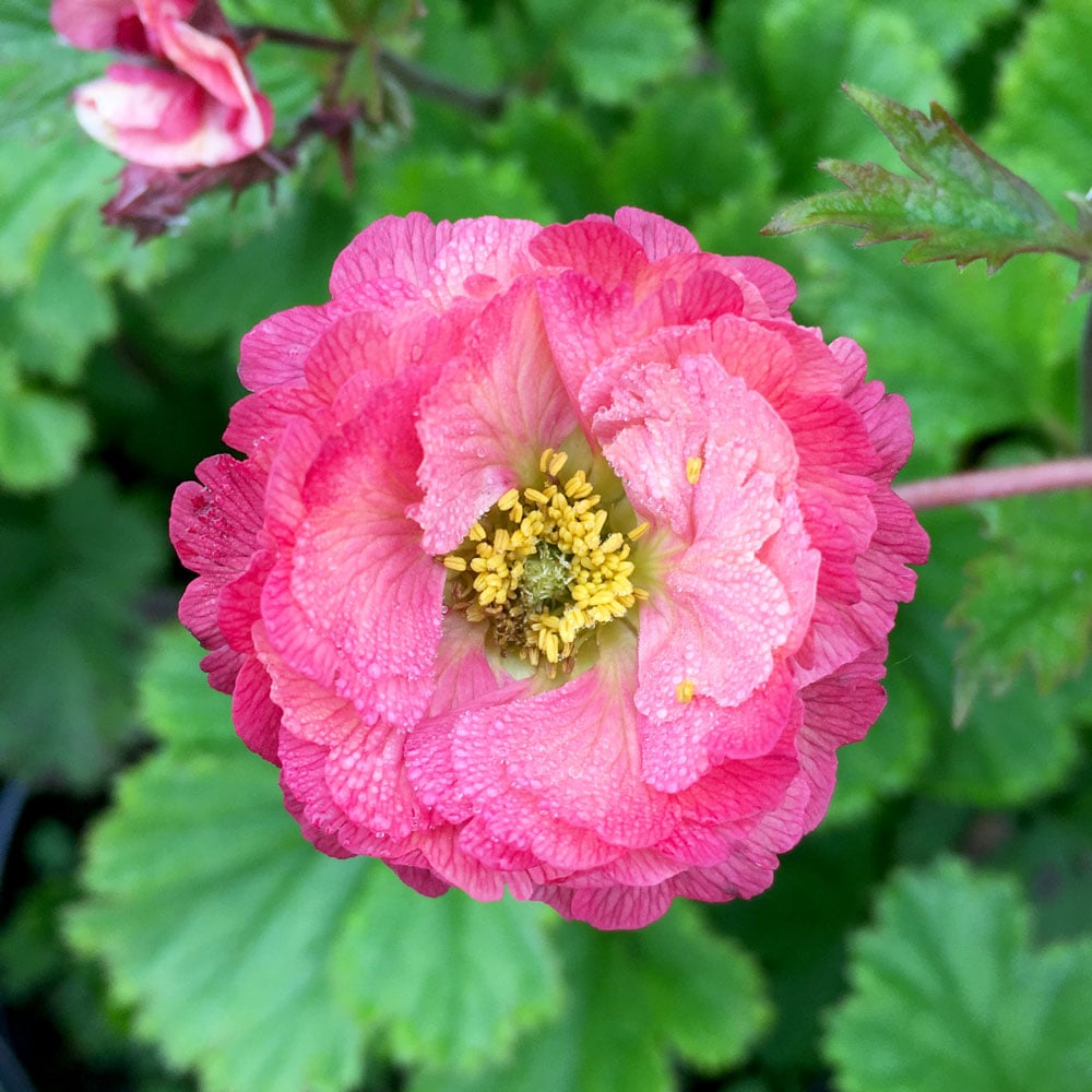 Geum 'Cherry Bomb'