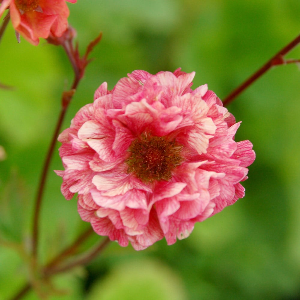 Geum 'Cherry Bomb' | White Flower Farm