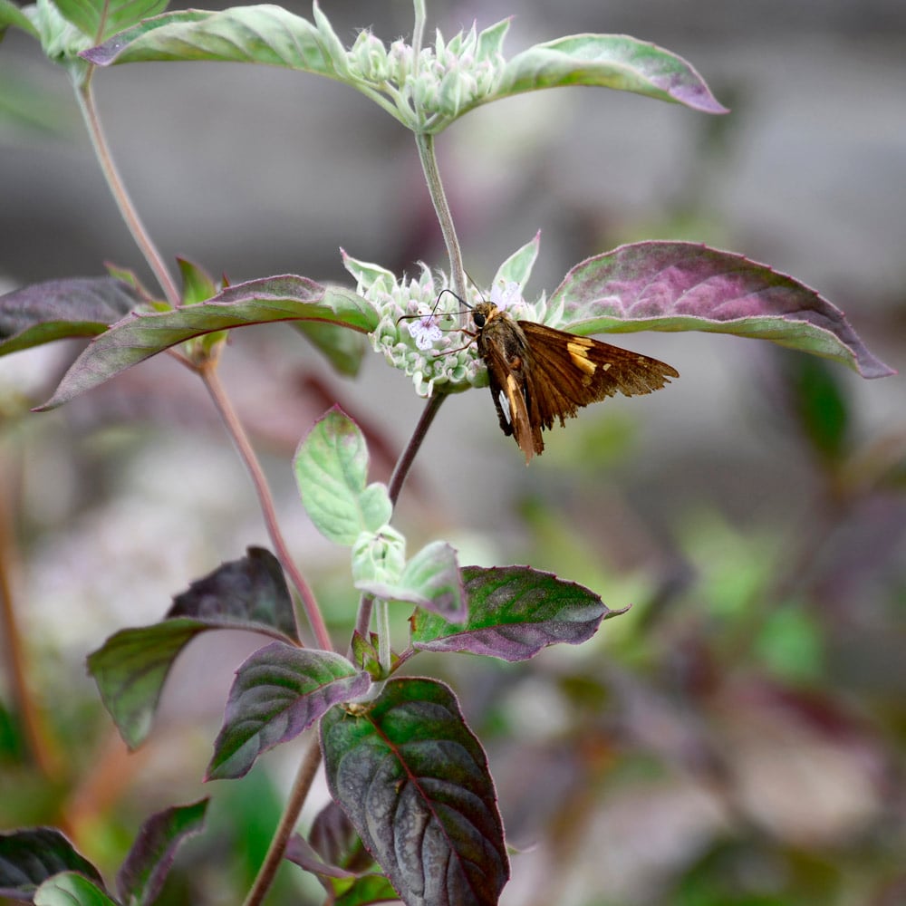 Pycnanthemum x incanum 'Smokey Mountain Mint'
