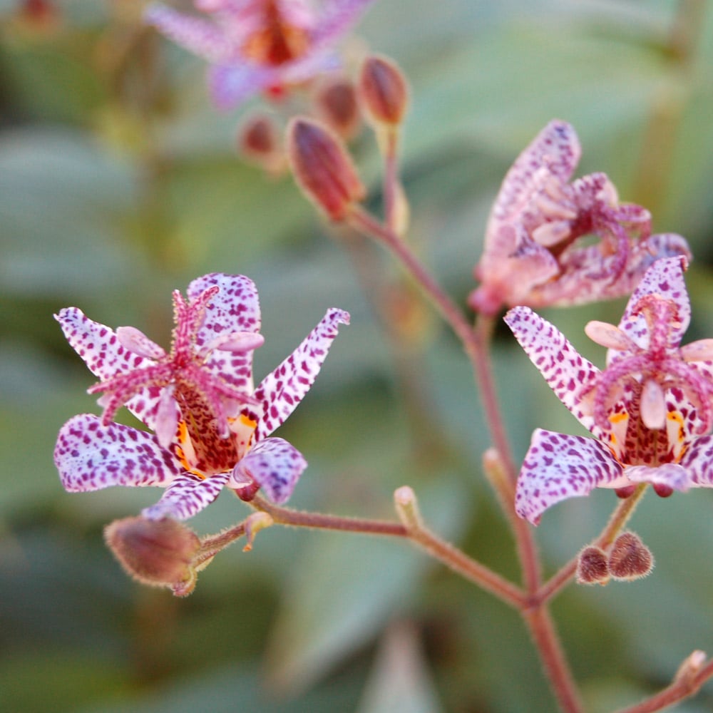 Tricyrtis formosana 'Dark Beauty'
