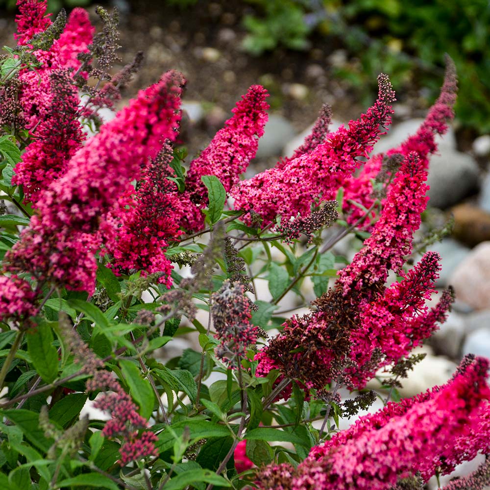 Buddleia Monarch® 'Prince Charming'