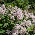  Ceanothus americanus