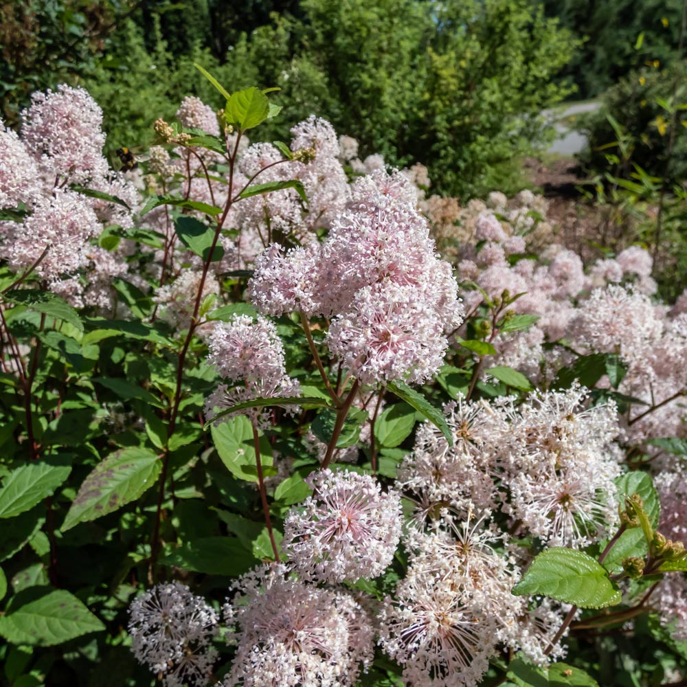 Ceanothus americanus