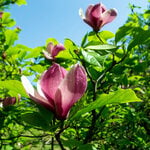  Magnolia 'Rose Marie'