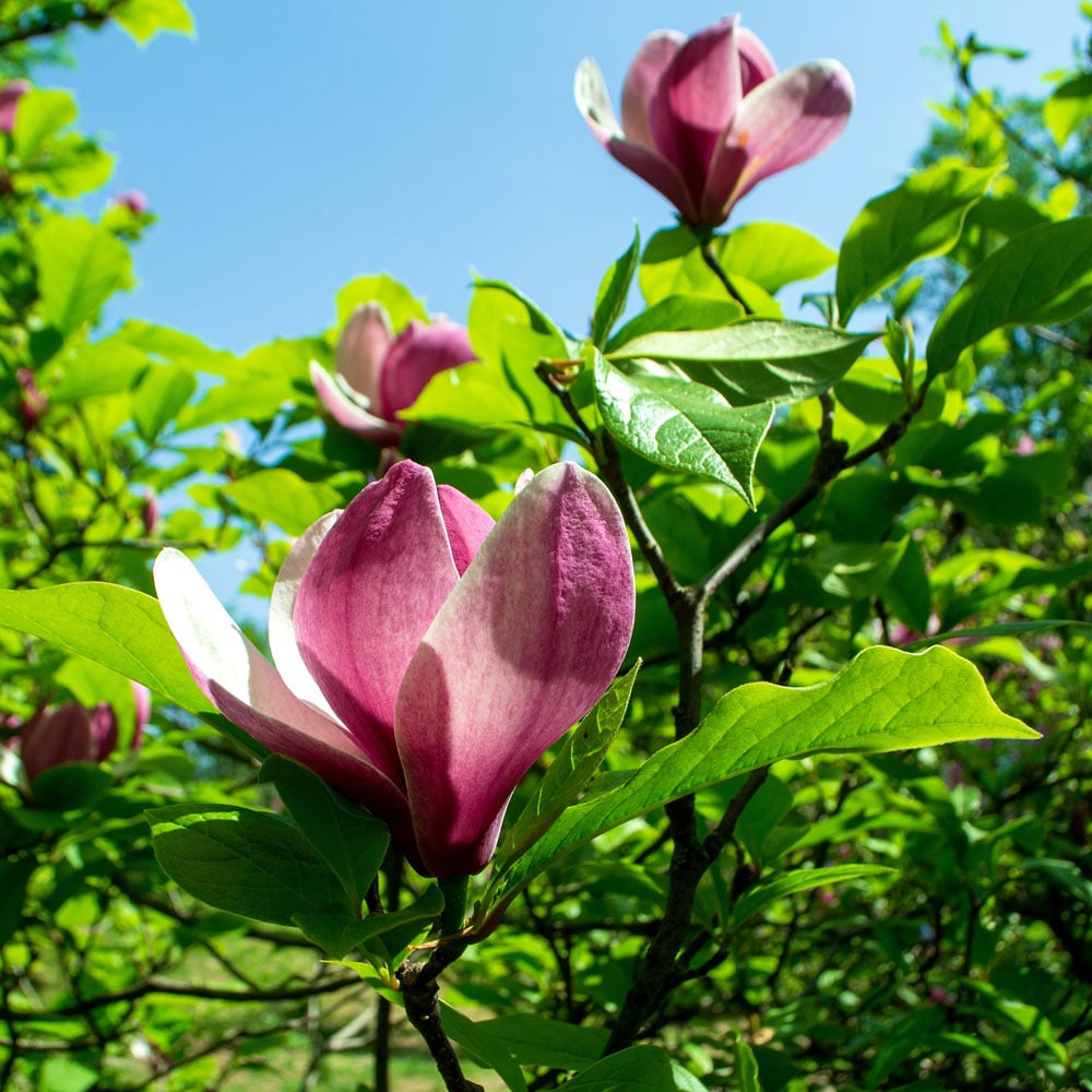 Magnolia 'Rose Marie'