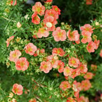  Potentilla fruticosa Happy Face® Orange