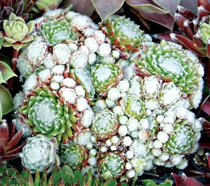Sempervivum arachnoideum | White Flower Farm