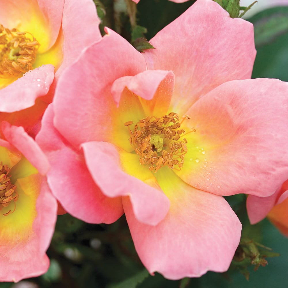 Rose Rainbow Knock Out®