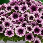  Petunia Headliner™ Blackberry Vein