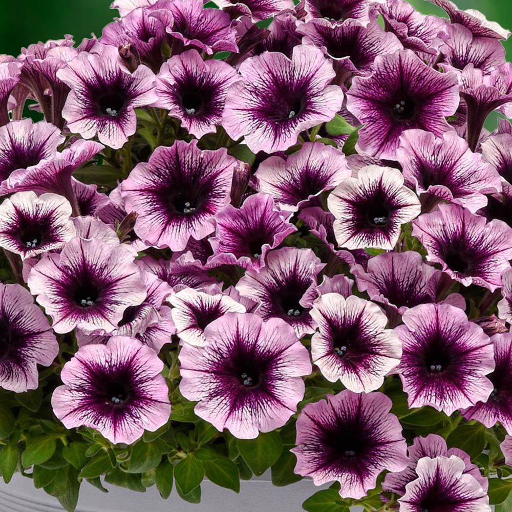 Petunia Headliner™ Blackberry Vein