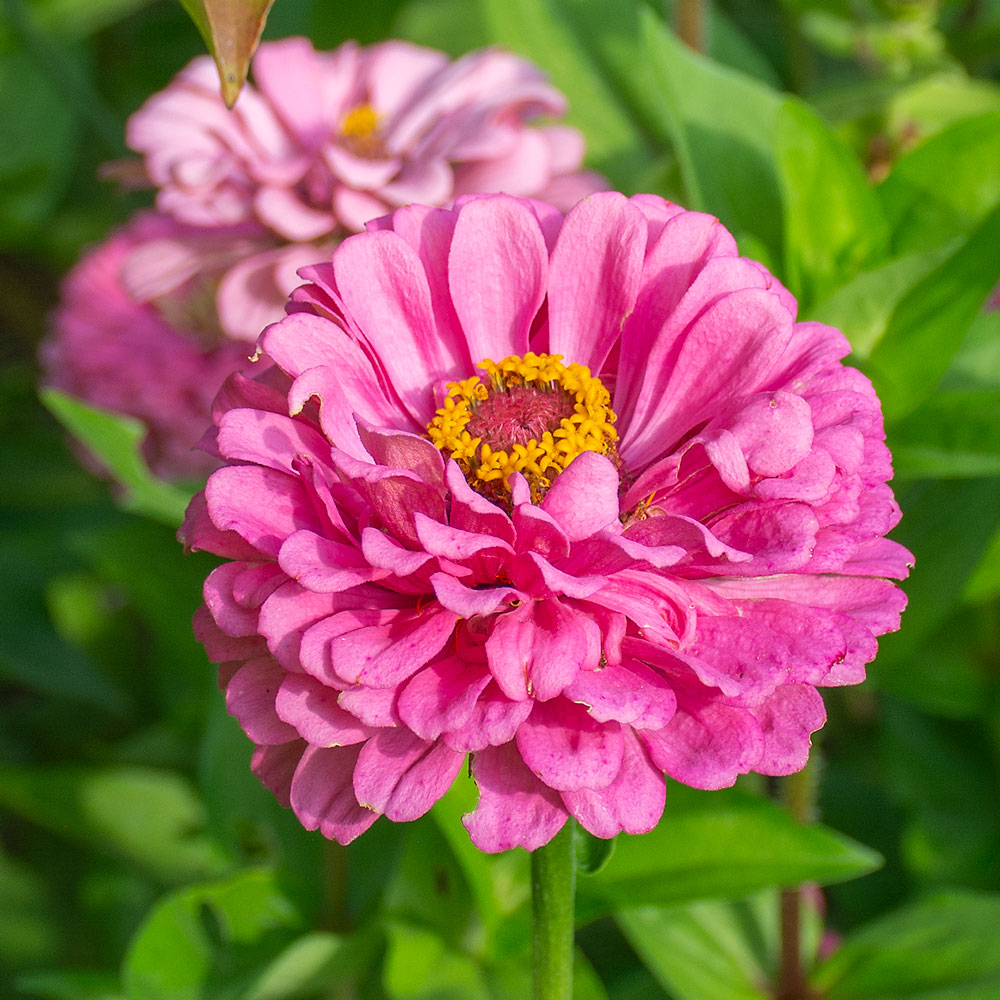  Zinnia elegans 'Benary's Giant Bright Pink'