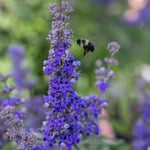  Vitex agnus-castus Queen Bee®