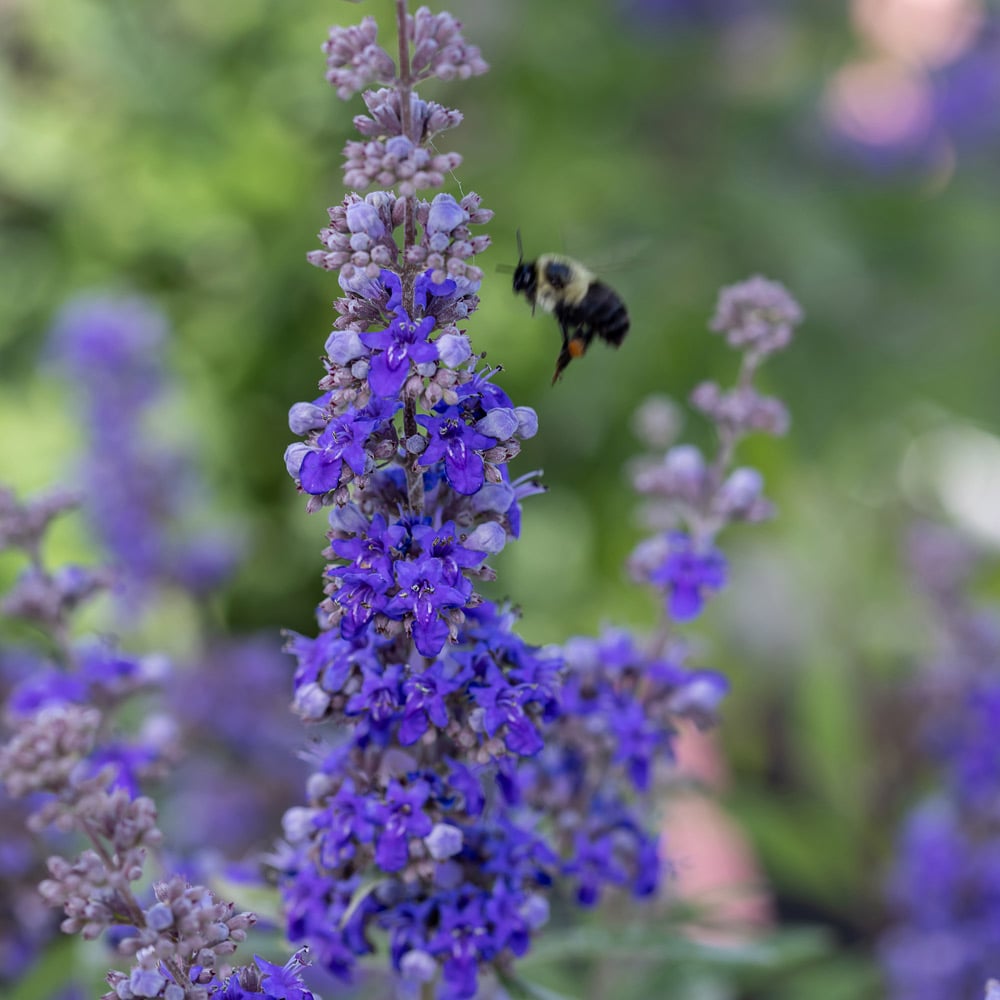 Vitex agnus-castus Queen Bee®