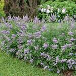  Vitex agnus-castus Rock Steady®