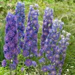  Delphinium elatum Highlander 'Sweet Sensation'