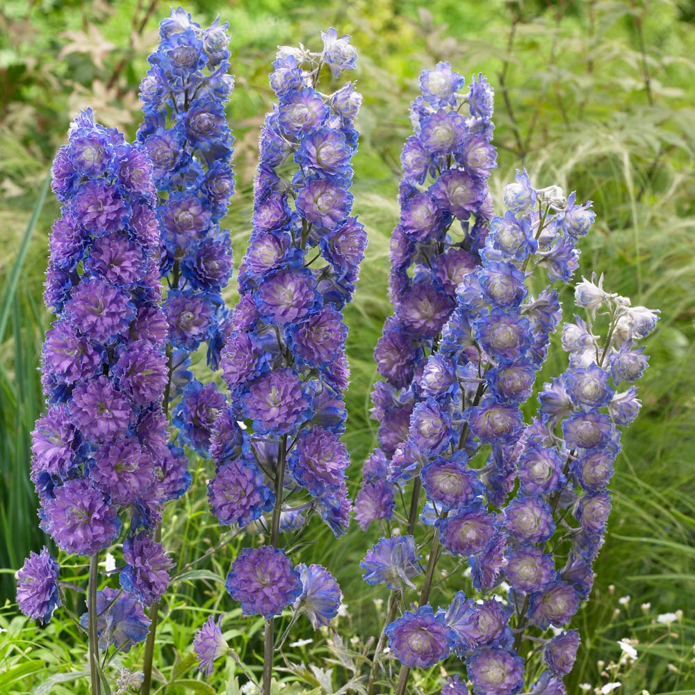 Delphinium elatum Highlander 'Sweet Sensation'
