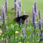  Agastache foeniculum