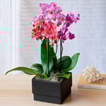  Moth Orchid Trio in black ceramic cachepot