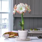  Amaryllis 'Candy Amadeus'