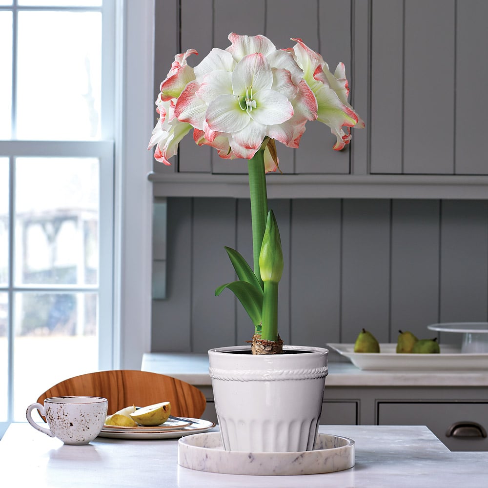 Amaryllis 'Candy Amadeus'