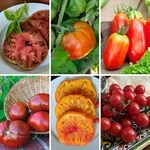  Set of 6 Heirloom Tomatoes