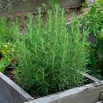 Grow Your Own Herbs