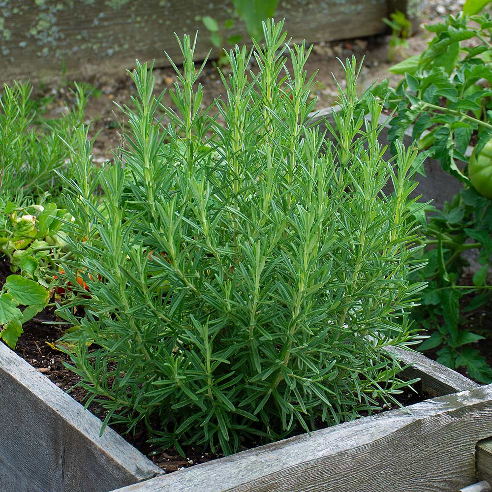 Grow Your Own Herbs