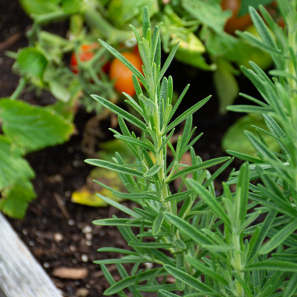 Rosemary彩 Rosemary officinalis 'Gorizia' | White Flower Farm