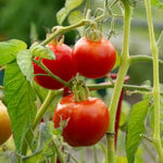 Indeterminate Tomatoes