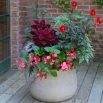 Crimson Canopy Container Garden