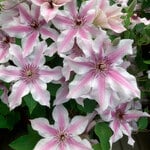 Clematis Ithemba™