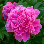  Peony 'Edulis Superba'
