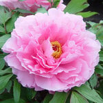  Tree Peony 'Rou Fu Rong'
