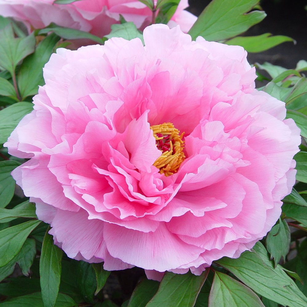 Tree Peony 'Rou Fu Rong'