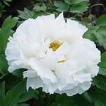  Tree Peony 'Bai Xue Ta'