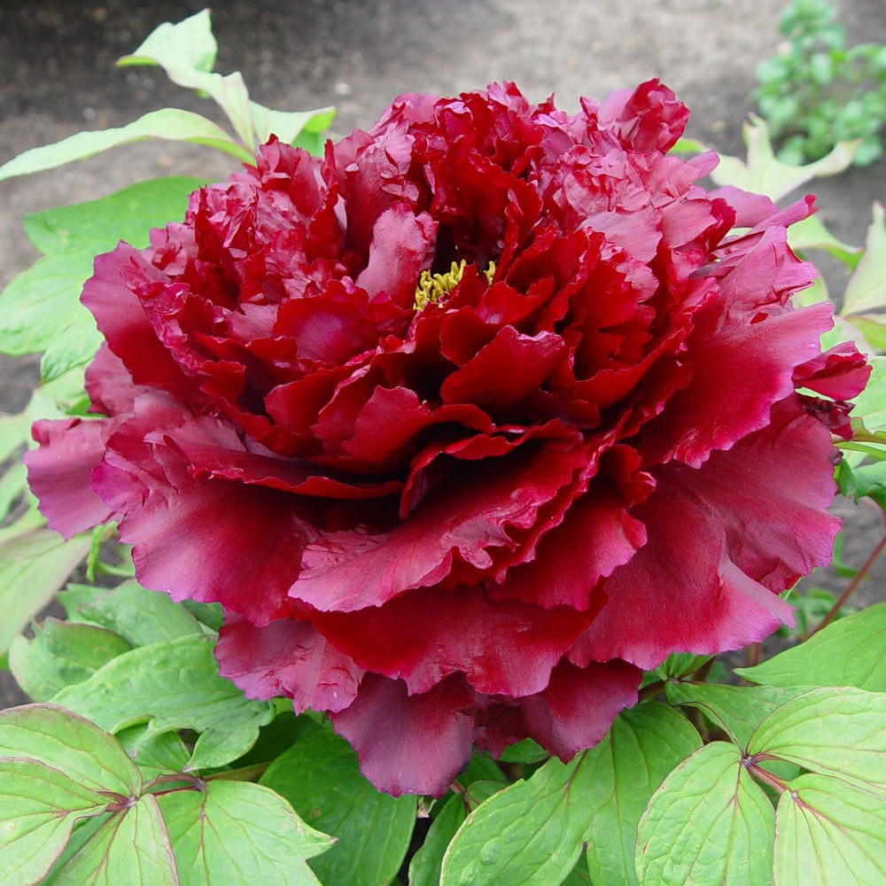 Tree Peony 'Mo Run Jue Lun'