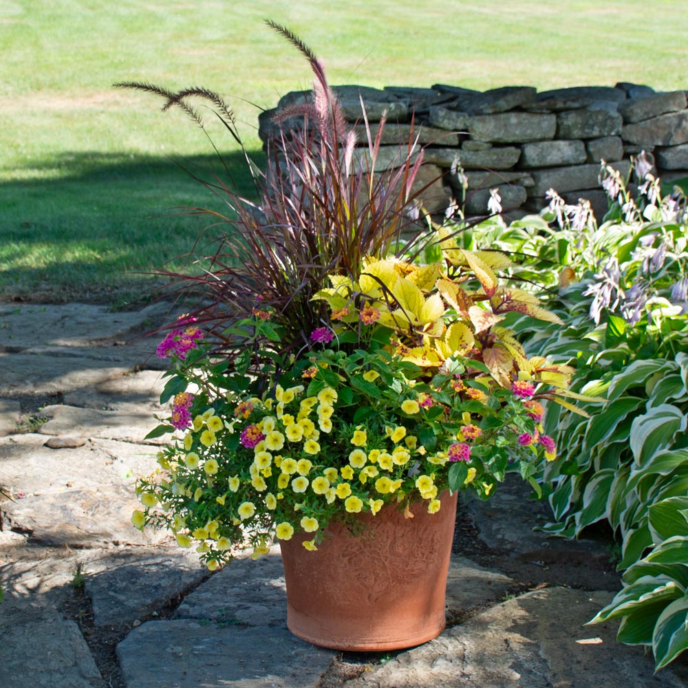 Fountain Grass Fireworks Container Garden